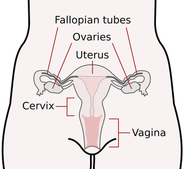 Reproductive_System.width-360